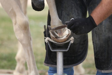 Farrier fits the horseshoe on the horse's hoof. Equestrian life outdoors at animal farm