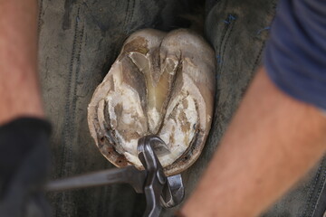 Farrier fits the horseshoe on the horse's hoof. Equestrian life outdoors at animal farm