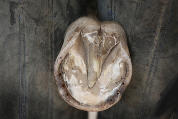 Farrier fits the horseshoe on the horse's hoof. Equestrian life outdoors at animal farm