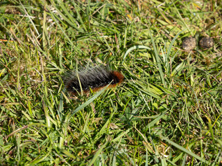 Obraz premium Oruga cerca de la Torre Scolpaig, North Uist, Islas Hébridas, Escocia, Reino Unido