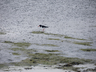 Pájaro en la playa de Traig Lar, North Uist, Islas Hébridas, Escocia, Reino Unido