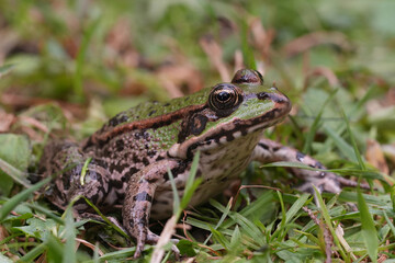 Low angle closeup on an adult European green Pelophylax frog sitting in the grass