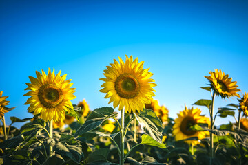 Vibrant Sunflowers in a Field - Golden Summer Radiance