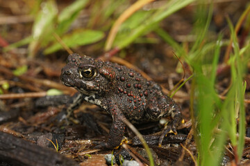 Closeup on dark colored juvenile of Anaxyrus boreas, Western toad in Northern California sitting on redwood