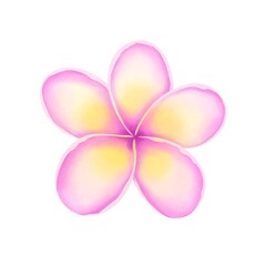 Watercolor Plumeria flower isolated on white background 