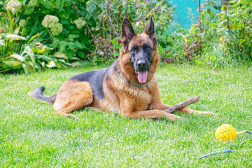 German shepherd on green grass