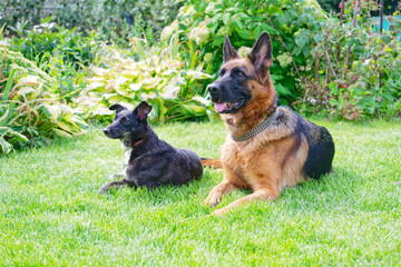 Two dogs on green grass