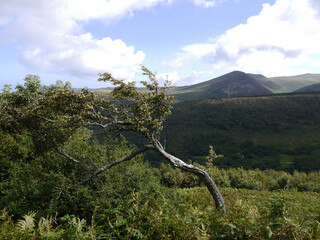 tree in the mountains