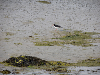 Pájaro en la playa de Traig Lar, North Uist, Islas Hébridas, Escocia, Reino Unido