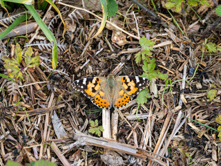 Painted Lady Butterfly Resting Wings Open