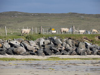 Ovejas en la playa de Traig Lar, North Uist, Islas Hébridas, Escocia, Reino Unido