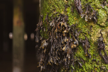 Green and brown Seaweed on concrete peir support columns when the tide is out.