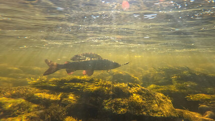 Grayling fighting underwater in shallow water. Grayling was caught and hooked from Arctic river by fisherman in Lapland in Sweden in Kiruna region in August 2021.