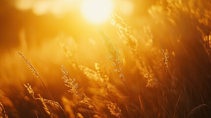 A close-up of the sun setting over a field of tall grass, with the golden light casting long shadows and creating a warm, natural ambiance.