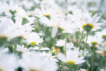 Obraz premium field of daisies
