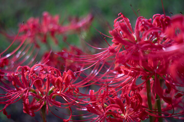 close up of red flower
