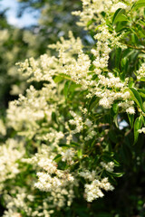 blooming tree