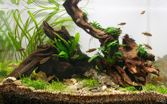 Nano tank aquarium with driftwood and a school of galaxy rasbora's