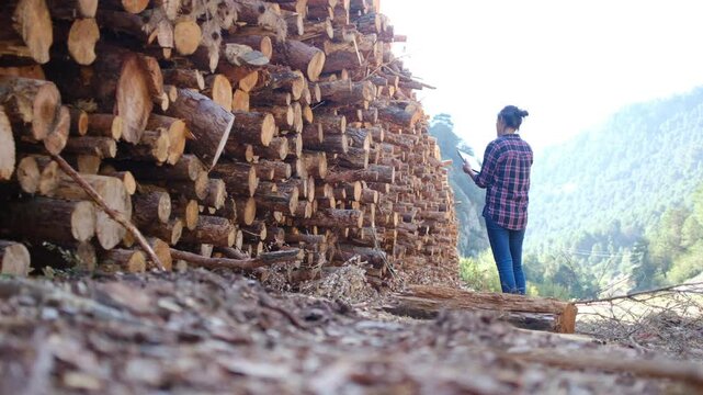 Forest engineer using tablet taking notes on deforestation, inspecting a large pile of cut tree trunks, environmental damage, illegal logging