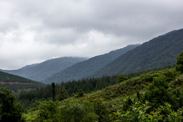 Fototapeta premium The forested mountains of Magoebaskloof, with their peaks hidden by rainclouds.