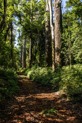 Fototapeta premium Trail through high trees in the forests of Magoebaskloof in South Africa