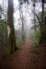 Hiking trail leading deep into the mysterious mist covered rainforest of Magoebaskloof in South Africa.