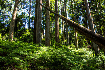 Fallen tree among the tall Eucolyptus trees in an enchanted hidden grove among the forests of Magoebaskloof in South Africa.