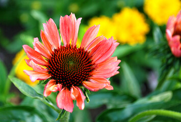 Artistic picture Echinacea pink red flower - varieties , Meditation Cerise