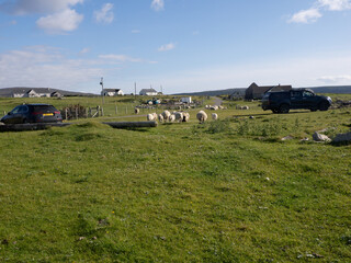 Ovejas cerca de la Playa de Traig Lar, North Uist, Islas Hébridas, Escocia, Reino Unido