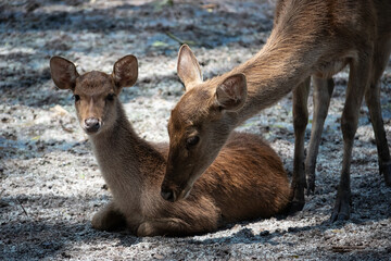 Obraz premium Javan Deer in Zoo Negara Malaysia National Zoo