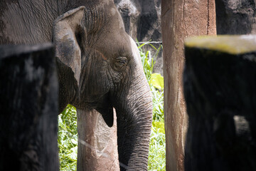 Elephant in Zoo Negara Malaysia National Zoo