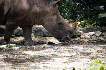 Fototapeta premium Rhino in Zoo Negara Malaysia National Zoo