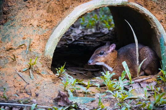Sang Kancil Mouse Deer in Zoo Negara Malaysia National Zoo