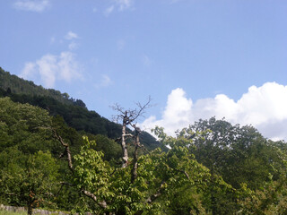Obraz premium View of the mountain slope and trees growing nearby under the blue sky. Tourist route and nature.
