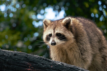Raccoon taking a stroll in Zoo Negara Malaysia National Zoo
