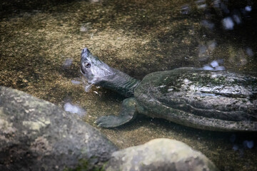 Asian Terrapin in Zoo Negara Malaysia National Zoo
