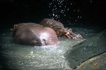Hippo in Zoo Negara Malaysia National Zoo