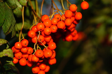 Bright red orange colored Sorbus aucuparia cluster, also known as rowan or mountain ash, is the fruit of a deciduous tree or shrub from the rose family.