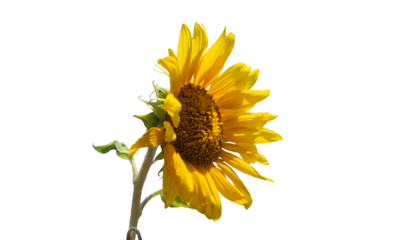 The sunflower is turned sideway png. Sunflower on a transparent background
