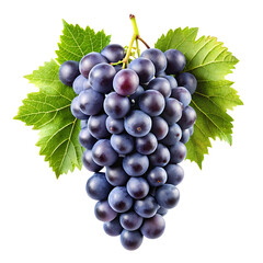 Obraz premium hanging black branch grapes isolated on a white background