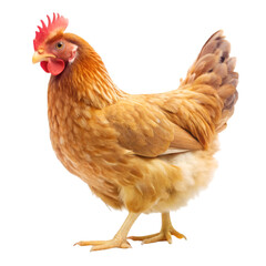 Fototapeta premium Hen isolated on transparent background