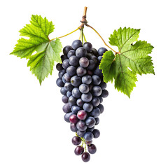 Fototapeta premium hanging black branch grapes isolated on a white background