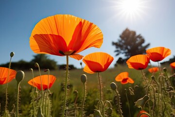 Obraz premium Bright Orange Poppy Flower Thriving Under Summer Sunshine
