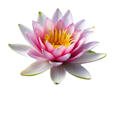 Water lily isolated on transparent background