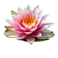 Water lily isolated on transparent background