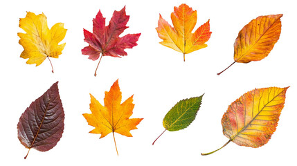 Autumn leaves on a transparent background, PNG.