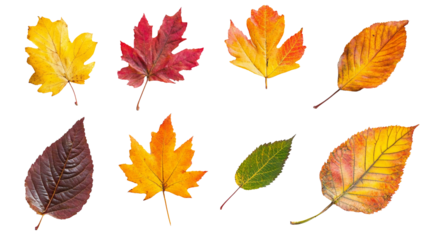 Autumn leaves on a transparent background, PNG.