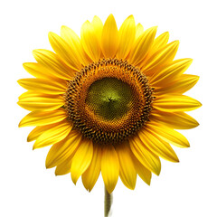 Sunflower isolated on transparent background