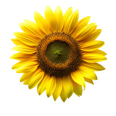 Fototapeta premium Sunflower isolated on transparent background