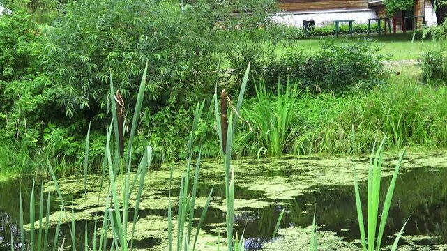 The magical world of summer nature in a country estate 